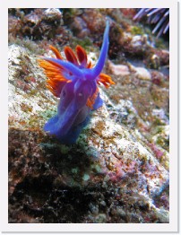 IMG_0897-crop * Spanish Shawl nudibranch (Flabellina iodinea) * 1629 x 2172 * (873KB)