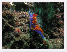 IMG_0920-crop * Spanish Shawl nudibranch (Flabellina iodinea) * 3264 x 2448 * (1.86MB)