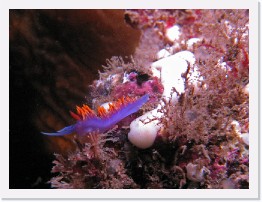 IMG_0929-crop * Spanish Shawl nudibranch (Flabellina iodinea) * 2540 x 1905 * (1.05MB)