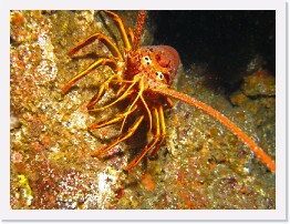 IMG_0958-crop * California Spiny Lobster * 2736 x 2052 * (1.69MB)