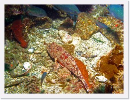 IMG_0960-crop * California Scorpionfish * 2964 x 2223 * (2.4MB)