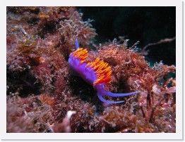 IMG_0972-crop * Spanish Shawl nudibranch * 3048 x 2286 * (1.59MB)