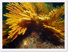 IMG_0981-crop * California Golden Gorgonian * 3264 x 2448 * (2.11MB)