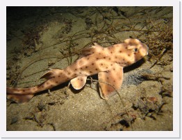 IMG_1004 * Juvenile Horn Shark * 3264 x 2448 * (2.47MB)