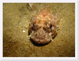 IMG_1035 * California Scorpionfish * 3264 x 2448 * (2.26MB)