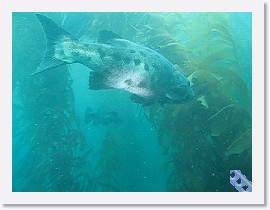 MVI_1186 * VIDEO: Giant Sea Bass * 160 x 120 * (7.96MB)