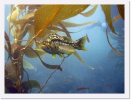 IMG_1174-crop * Kelp (Calico) Bass * 2703 x 2027 * (735KB)