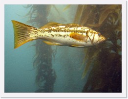 IMG_1192-crop * Kelp (Calico) Bass * 2876 x 2157 * (1018KB)