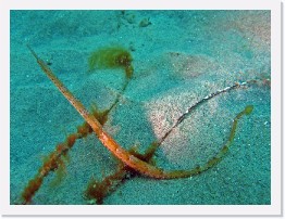 IMG_1269-crop * Pipefish * 2616 x 1962 * (1.3MB)