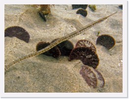 IMG_1274-crop * Pipefish, Sand dollars * 2928 x 2196 * (1.28MB)