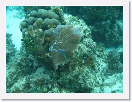 IMG_0085 * Bluehead Wrasse and a Sea Fan * 3072 x 2304 * (1.92MB)