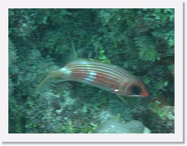 IMG_0094 * Longspine Squirrelfish * 3072 x 2304 * (2.01MB)