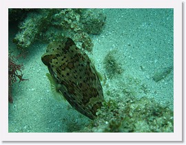 IMG_0108 * Porcupine Fish * 3072 x 2304 * (1.83MB)