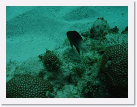 IMG_0120 * Bicolor Damselfish * 3072 x 2304 * (1.72MB)