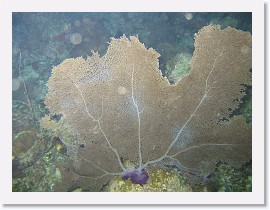 IMG_0194 * Sea Fan * 3072 x 2304 * (2.54MB)