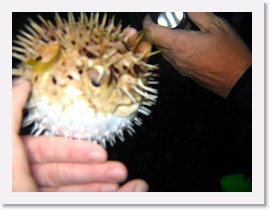 IMG_0214 * Porcupine Fish (Puffer fish), inflated * 3072 x 2304 * (1.27MB)