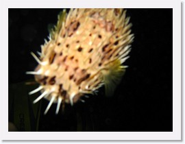 IMG_0215 * Porcupine Fish (Puffer fish), deflating * 3072 x 2304 * (1.14MB)