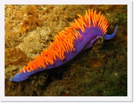 IMG_0505 * Spanish shawl nudibranch... perhaps 3 long. * 2048 x 1536 * (993KB)