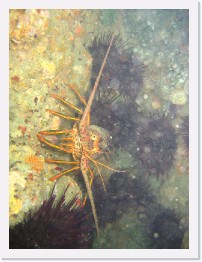 IMG_0509 * California Spiny Lobsters hiding in a crevasse.  I wish I was prepared to take some home for dinner! * 2048 x 1536 * (955KB)