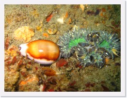 IMG_0515 * Aggregating Anenome and a Golden Cowrie * 2048 x 1536 * (1.12MB)