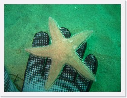 IMG_0526 * Spiny Sand Starfish * 2048 x 1536 * (971KB)