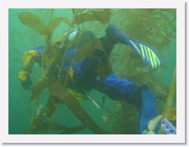 MVI_0751 * VIDEO: Brent swimming through the kelp forest * 1 x 1 * (60.52MB)