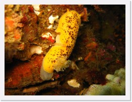 IMG_0572 * Sea Lemon (aka Noble Dorid) * 2048 x 1536 * (831KB)