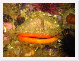 IMG_0597 * Rock Scallop with a visiting blackeye goby * 2048 x 1536 * (901KB)