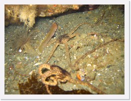 IMG_0624 * Tube-Dwelling Anenome, Brittle Stars, and a Black-eye Goby * 2048 x 1536 * (1.15MB)