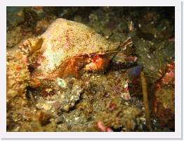 IMG_0642 * Furry Hermit Crabs * 2048 x 1536 * (1.12MB)