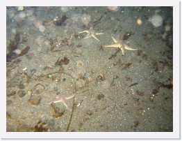 IMG_0655 * Sand Stars and Brittle Stars * 2048 x 1536 * (1.26MB)