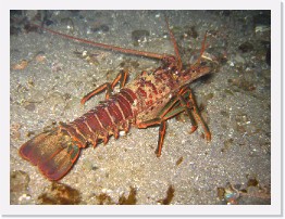 IMG_0657 * California Spiny Lobster * 2048 x 1536 * (1.32MB)