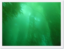 IMG_0717 * Kelp forest * 2048 x 1536 * (836KB)