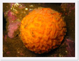 IMG_0736 * Orange Puffball Sponge * 2048 x 1536 * (746KB)