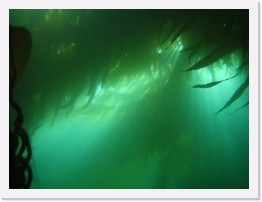 IMG_0746 * Kelp forest * 2048 x 1536 * (552KB)