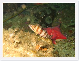 IMG_0769 * Painted Greenling * 2048 x 1536 * (1000KB)