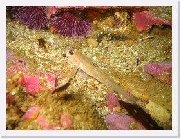 IMG_0783 * Blackeye Goby * 2048 x 1536 * (1.18MB)