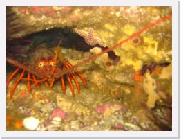 IMG_0798 * California Spiny Lobster, hiding in a crevasse * 2048 x 1536 * (759KB)