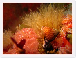 IMG_0071 * Turban snail * 3264 x 2448 * (1.7MB)