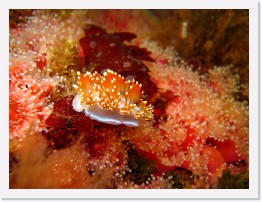 IMG_0075 * Hermissenda nudibranch * 3264 x 2448 * (1.8MB)