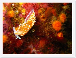 IMG_0093 * Hermissenda nudibranch * 3264 x 2448 * (1.72MB)