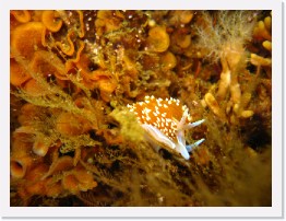 IMG_0120 * Hermissenda nudibranch * 3264 x 2448 * (1.88MB)