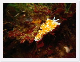 IMG_0123 * Hermissenda nudibranch * 3264 x 2448 * (1.59MB)