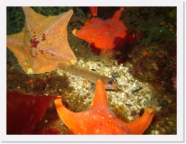 IMG_0135 * Black-Eyed Goby eats a Hermissenda nudibranch while surrrounded by Bat Stars * 3264 x 2448 * (2.44MB)