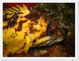 IMG_0138 * Black and Yellow Rockfish * 3264 x 2448 * (2.05MB)