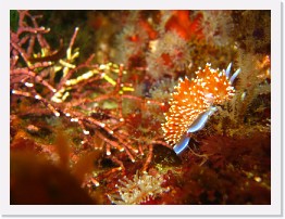 IMG_0149 * Hermissenda nudibranch * 3264 x 2448 * (1.92MB)