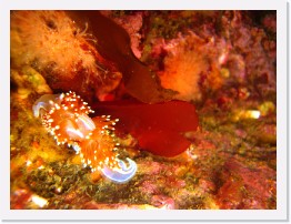 IMG_0151 * Hermissenda nudibranch * 3264 x 2448 * (2.48MB)