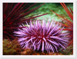 IMG_0162 * Purple Spiny Urchin * 3264 x 2448 * (1.88MB)