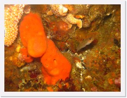 IMG_0168 * Black-Eyed Goby and an orange sponge * 3264 x 2448 * (2.2MB)