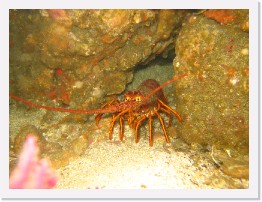 IMG_0387 * California Spiny Lobster * 3264 x 2448 * (2.86MB)